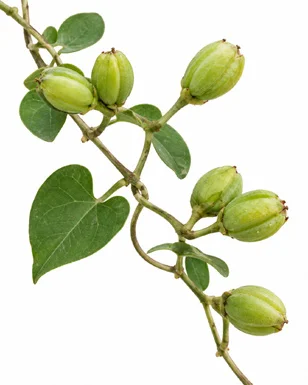 Rivea hypocrateriformis fruit / seeds
