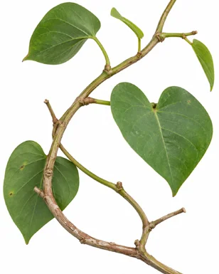 Rivea hypocrateriformis leaves