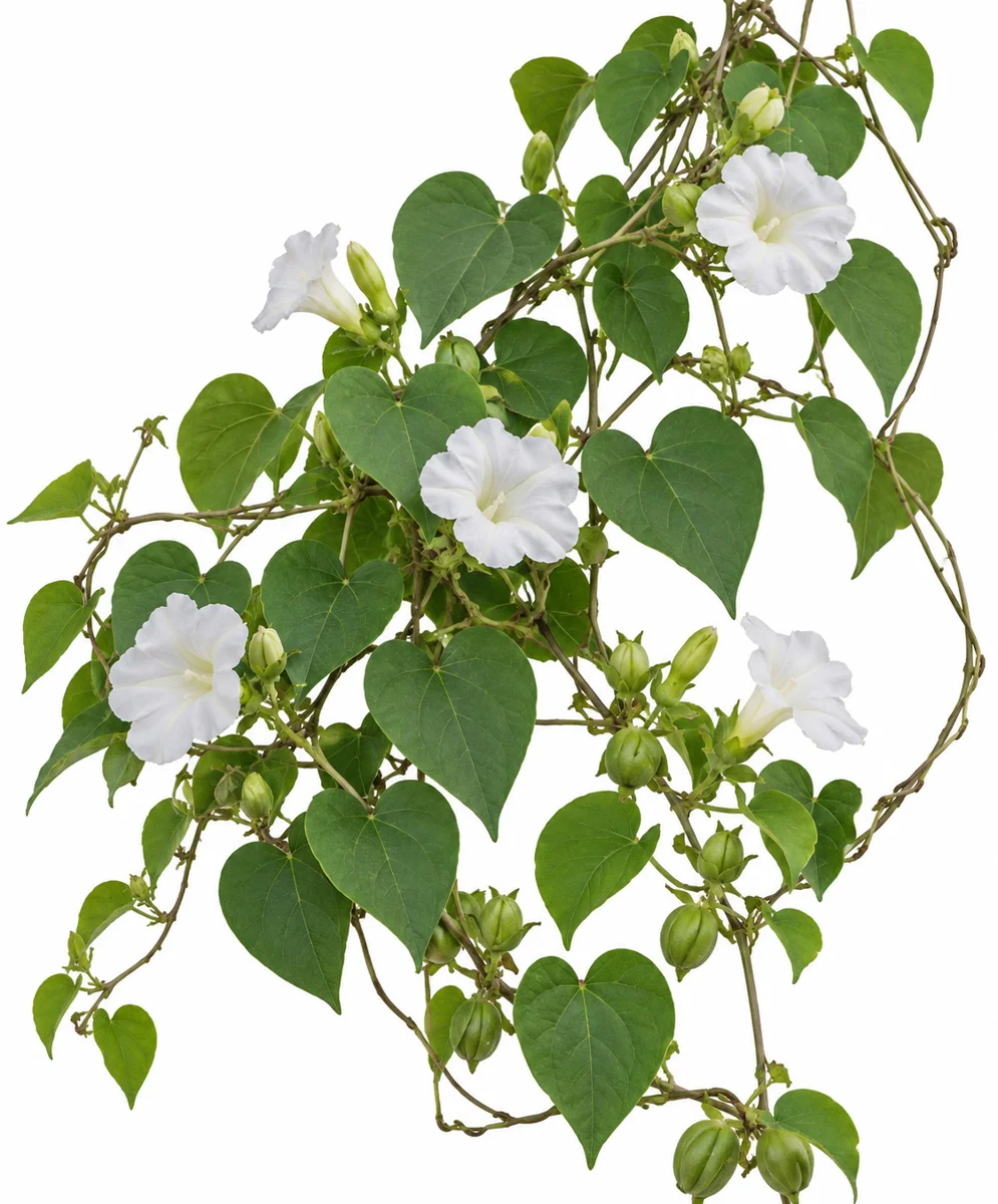Midnapore Creeper