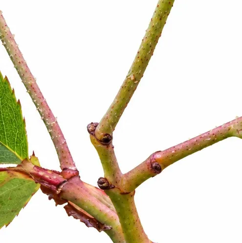 Rosa brunonii bark