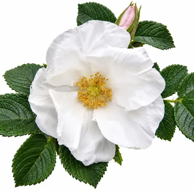 Rosa brunonii flower