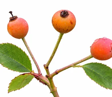 Rosa brunonii fruit / seeds