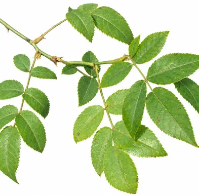 Rosa brunonii leaves