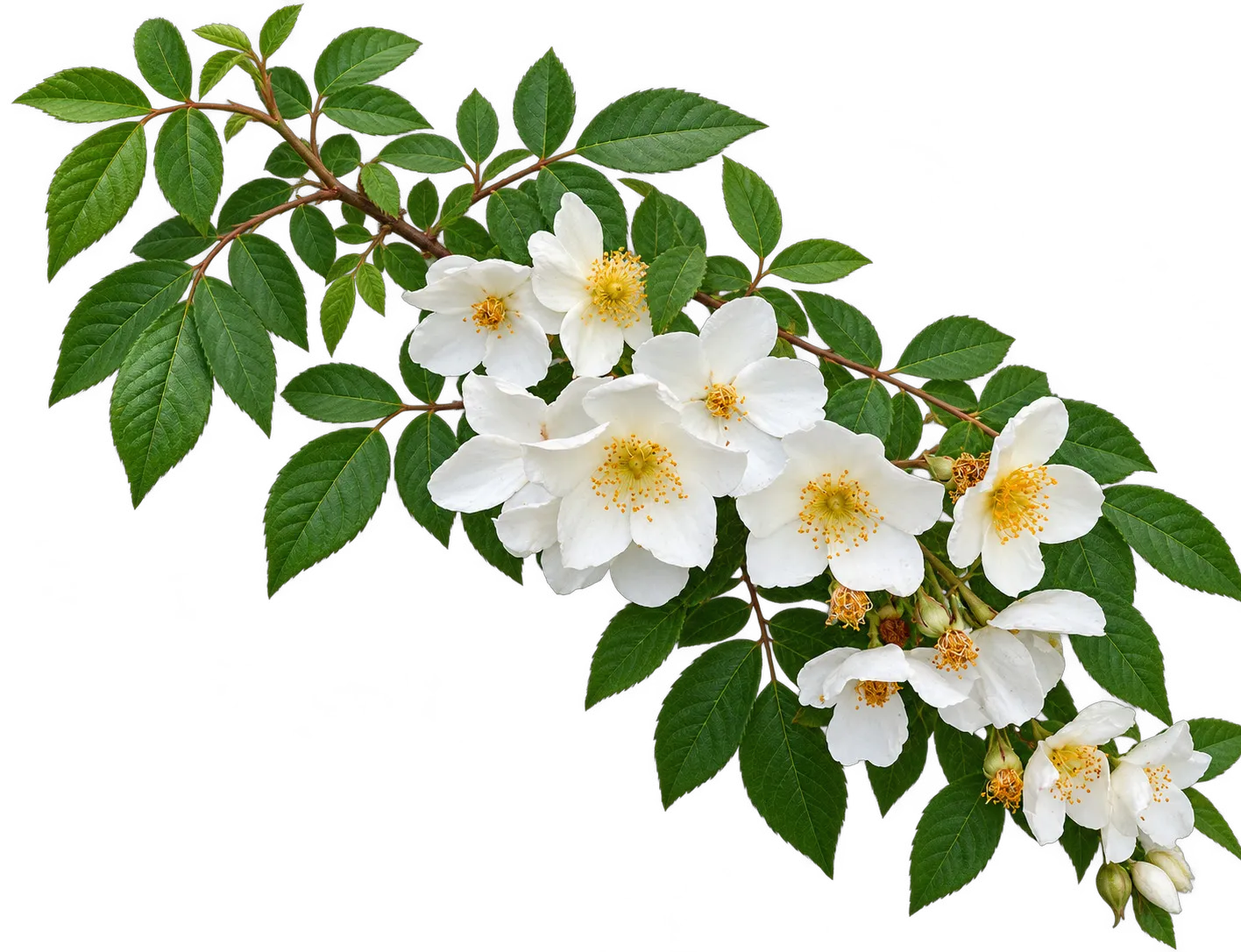 Himalayan Musk Rose