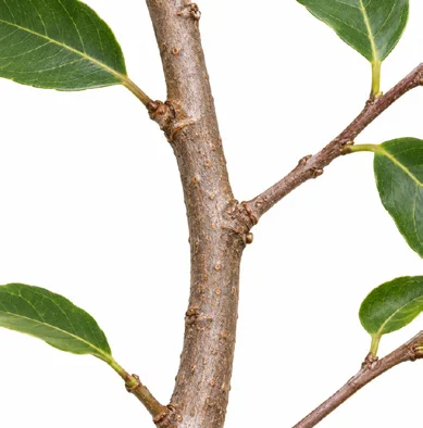 Salacia chinensis bark