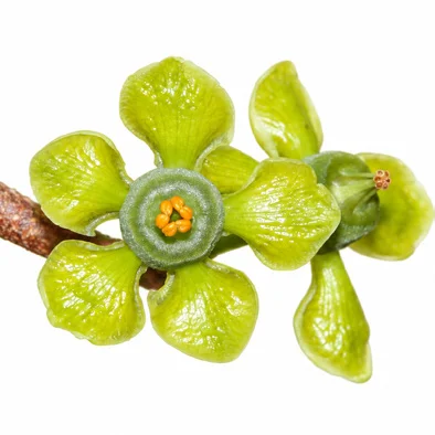 Salacia chinensis flower