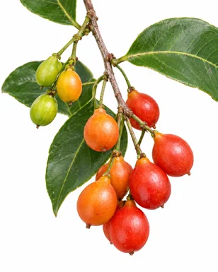 Salacia chinensis fruit / seeds