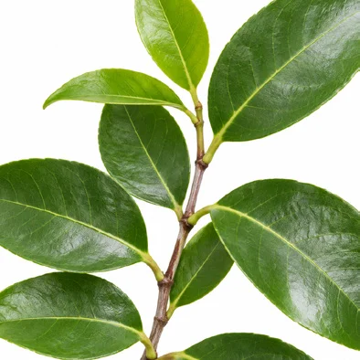Salacia chinensis leaves