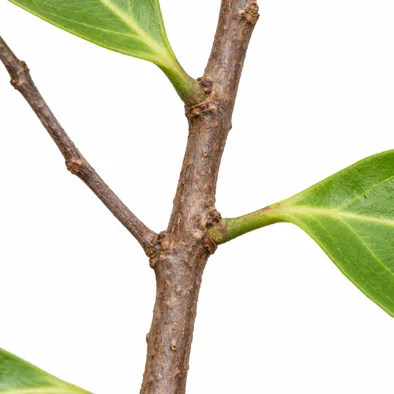 Salacia macrosperma bark