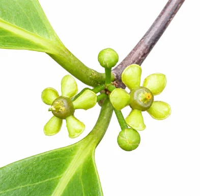 Salacia macrosperma flower