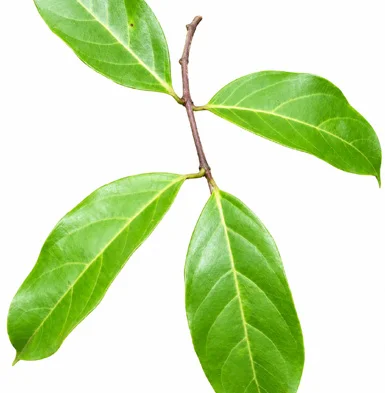 Salacia macrosperma leaves