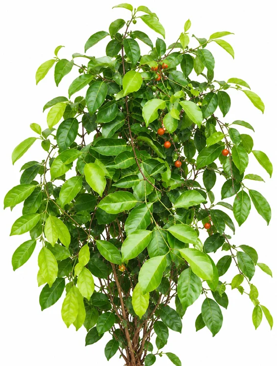 Large-seeded Salacia