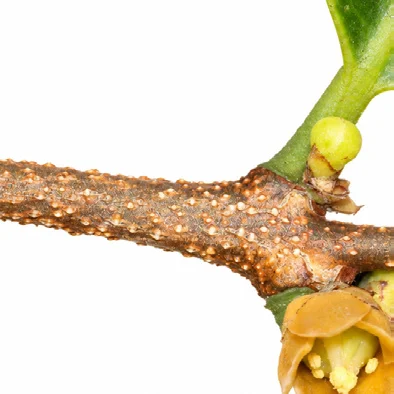Salacia oblonga bark