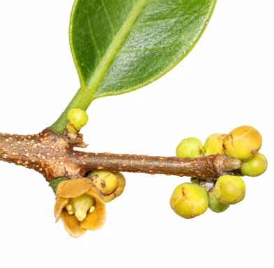 Salacia oblonga flower