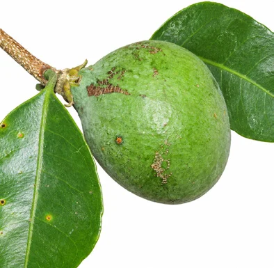 Salacia oblonga fruit / seeds