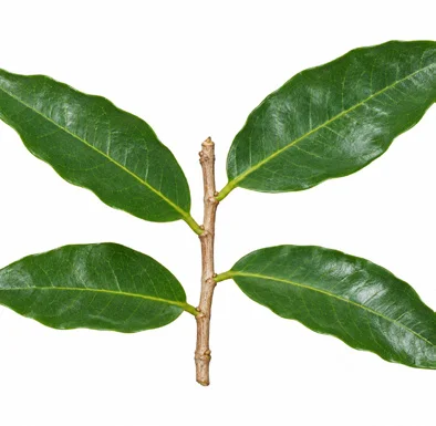 Salacia oblonga leaves