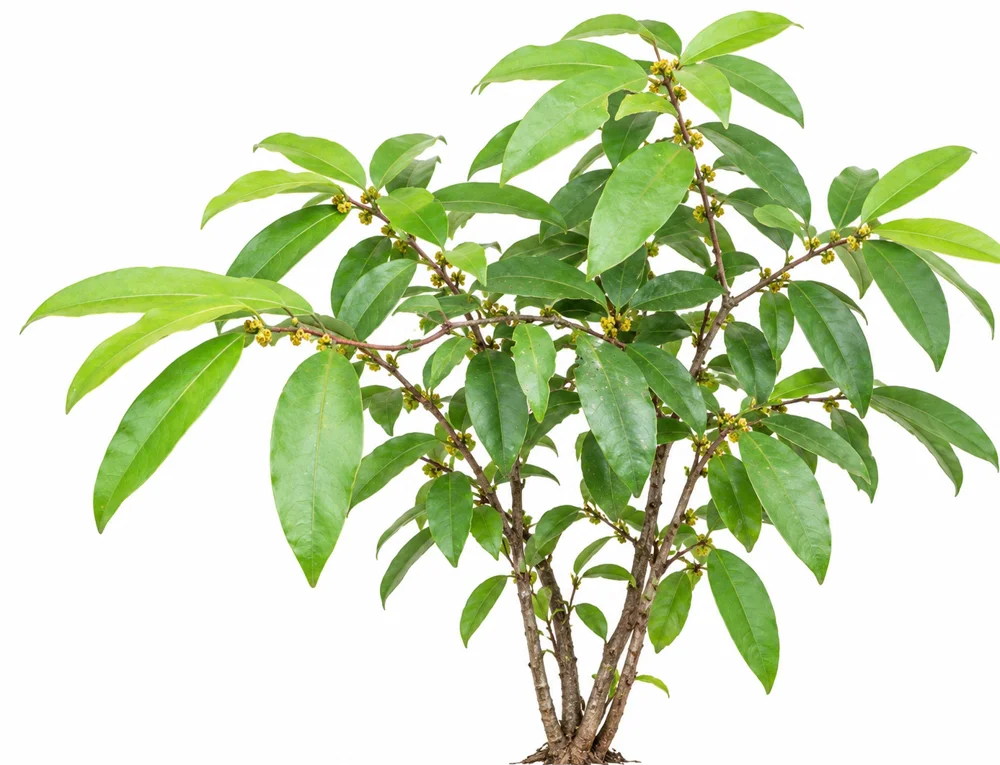 Oblong Leaf Salacia