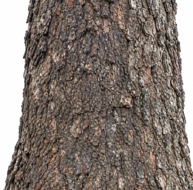 Samanea saman bark