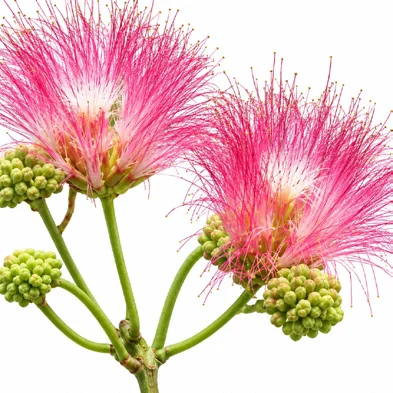 Samanea saman flower