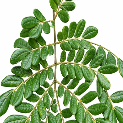Samanea saman leaves