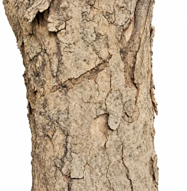 Sapindus trifoliatus bark