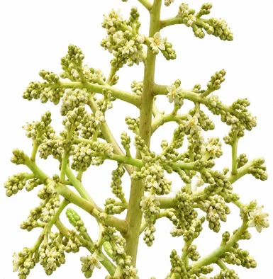 Sapindus trifoliatus flower