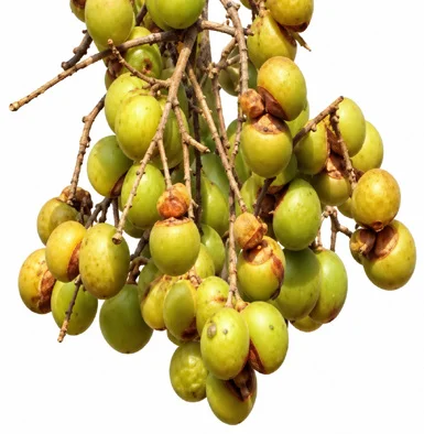 Sapindus trifoliatus fruit / seeds