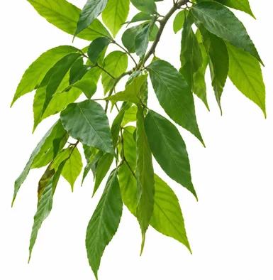 Sapindus trifoliatus leaves