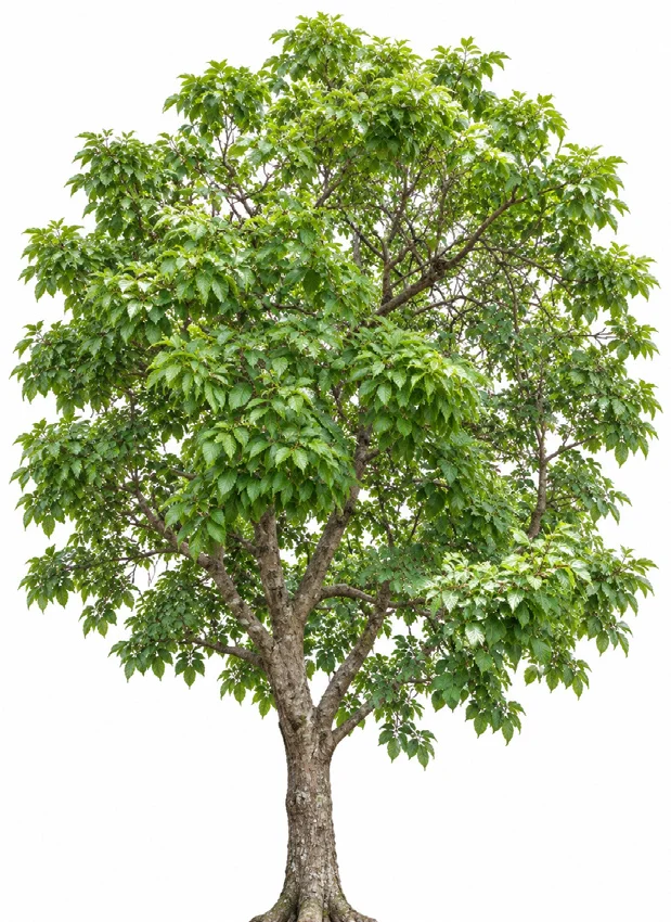 South India Soapnut