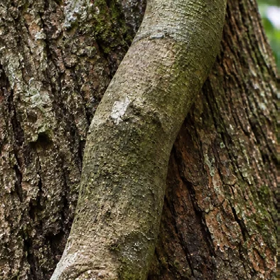 Sarcostigma kleinii bark