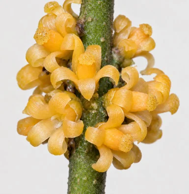 Sarcostigma kleinii flower