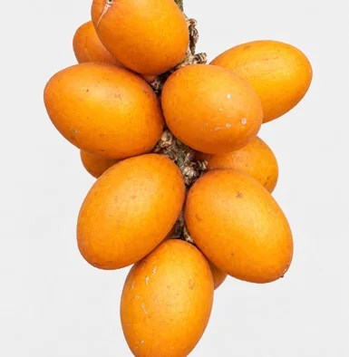 Sarcostigma kleinii fruit / seeds