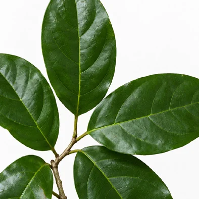 Sarcostigma kleinii leaves