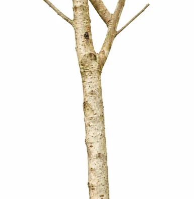 Schleichera oleosa bark