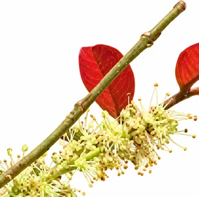 Schleichera oleosa flower