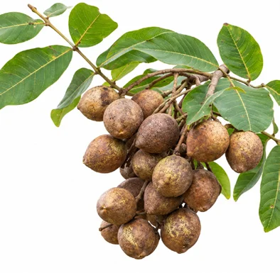 Schleichera oleosa fruit / seeds