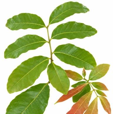 Schleichera oleosa leaves