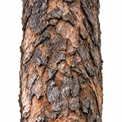 Semecarpus anacardium bark