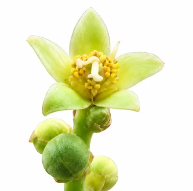 Semecarpus anacardium flower