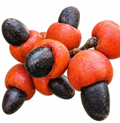 Semecarpus anacardium fruit / seeds