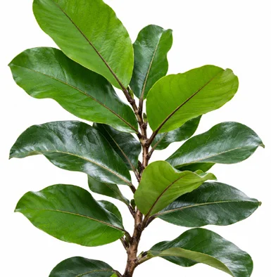 Semecarpus anacardium leaves