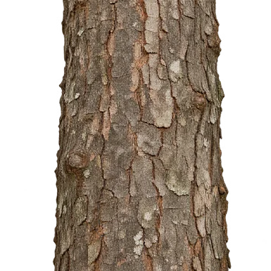 Semecarpus kurzii bark