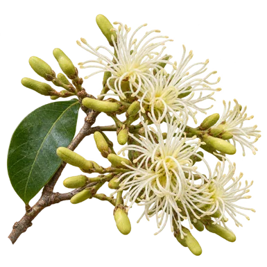 Semecarpus kurzii flower
