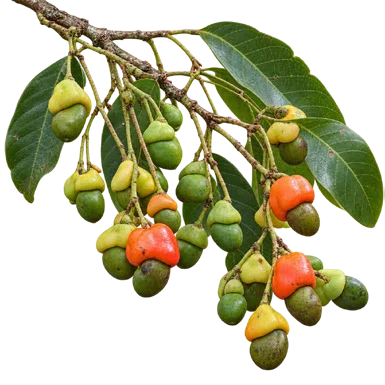 Semecarpus kurzii fruit / seeds