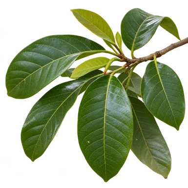 Semecarpus kurzii leaves