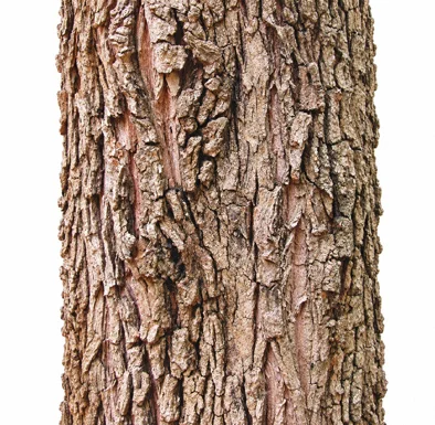 Sesbania grandiflora bark