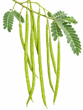 Sesbania grandiflora fruit / seeds