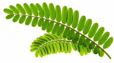 Sesbania grandiflora leaves