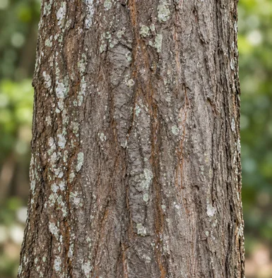 Shorea robusta bark