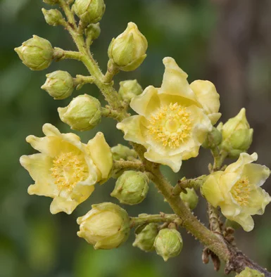 Shorea robusta flower